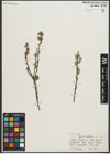 Foto von Salix repens subsp. repens L.